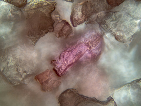 Thulite pigment micrograph with vivid pink transparent fragment among muted mineral grains, field of view 250 &micro;m