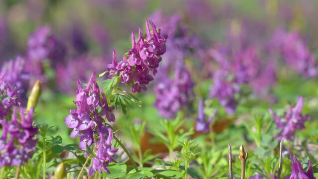 Fumewort (Corydalis solida). Flower of the Corydalis solida, the fumewort. Corydalis Purple field flower