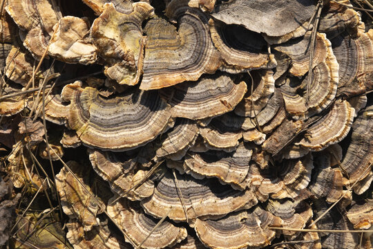 Polypore Mushroom Macro Close Up on Tree Bark &ndash; Detailed Fungi Texture, Fomes fomentarius