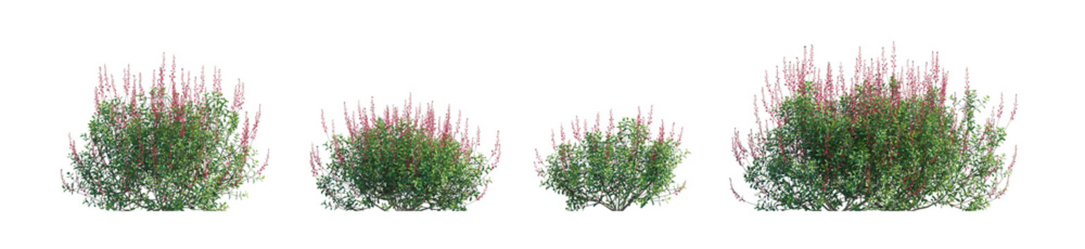 salvia greggii (autumn sage, cherry sage) isolated PNG on a transparent background premium nature cutout
