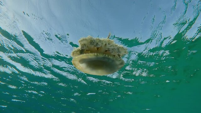 Bottom view of Jellyfish swimming under water surface on sunny day, Slow motion of Upside Down Jellyfish, Cassiopea andromeda below turquoise surface of water