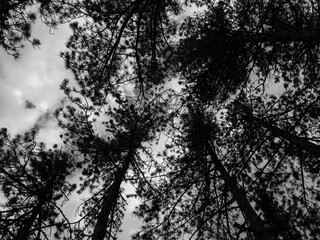 Naklejka premium Pine canopy reaching cloudy sky in monochrome forest