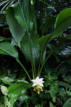 Fresh blooming white turmeric flower in tropical forest