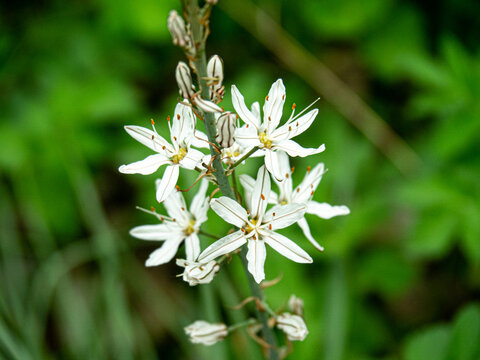 White asphodel wildflower blooming in green nature