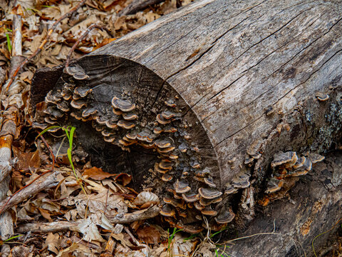 Fungi growing on old fallen tree log in forest