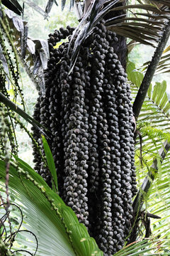 Fresh fruits of moriche palm tree or Sugar palm branch in tropical rainforest