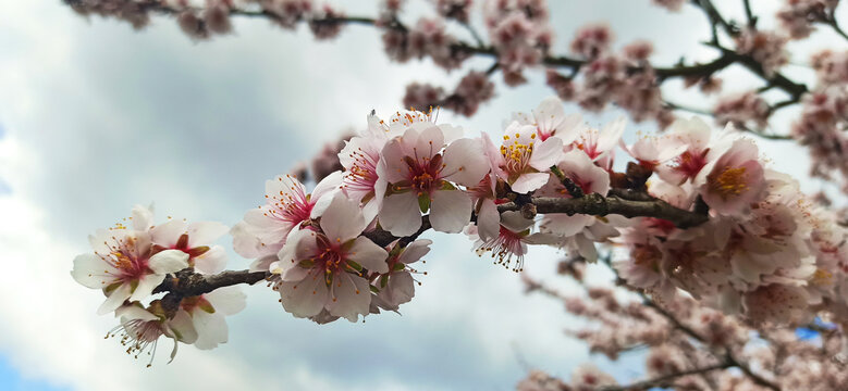 Almond tree branch with pink blossom against sky