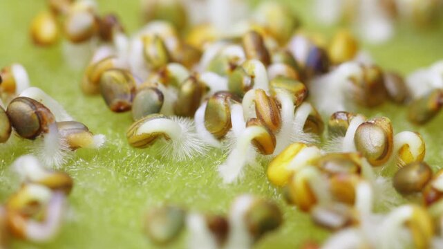 Macro closeup arugula seeds sprouting showing fine root hairs, damp substrate, translucent cotyledons, seed coat fragments, soft diffuse lab lighting. Researcher documents timelapse germination