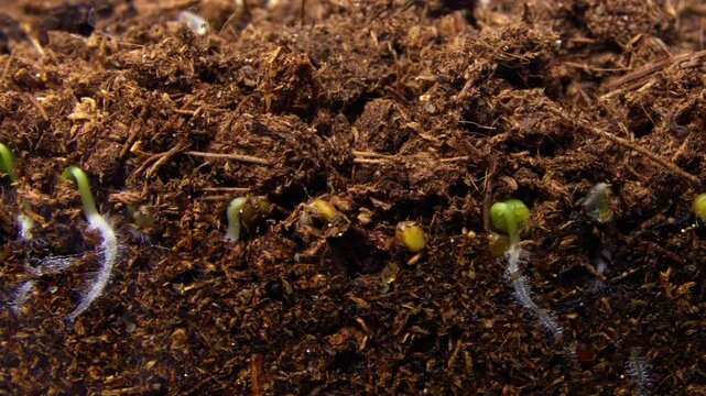 Soil closeup showing young arugula roots, dark rich earth with visible fibers and tiny root hairs, gritty texture and moisture details create earthy, investigative mood ideal for ecology and soil