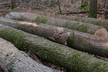 Fototapeta premium Gefällte Baumstämme liegen im Wald, bereit zum Abtransport