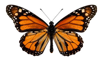 Fototapeta premium butterfly isolated on white