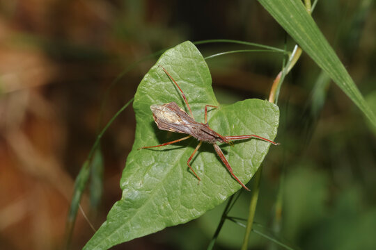 Eine Wanze, Raubwanze, Goedels Raubwanze, Nagusta goedelii auf einem Blatt, 