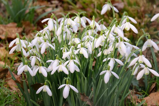 Ein B&uuml;schel Schneegl&ouml;ckchen, Galanthus nivalis
