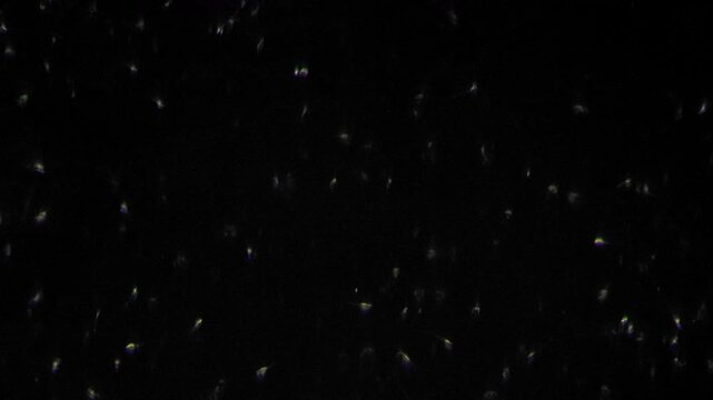 Darkfield microscope image of motile sperm on black background, research scientist observing highcontrast movement cinematic, artistic documentary tone with scattered bright cells.