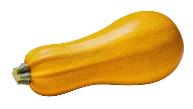Ripe golden butternut squash with green stem and textured skin