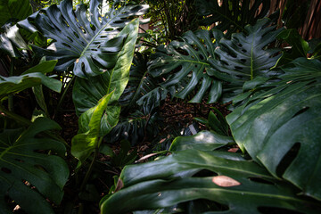 Naklejka premium Deep green monsterra leaf tropical rainforest plant