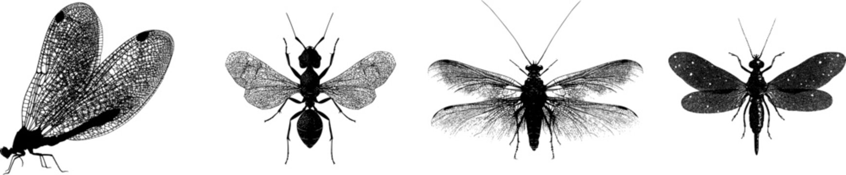 A detailed antlion adult with lace-like wings in stark black silhouette, isolated on a pure white background, showcasing crisp high contrast edges and minimalist stencil design, ready for tracing