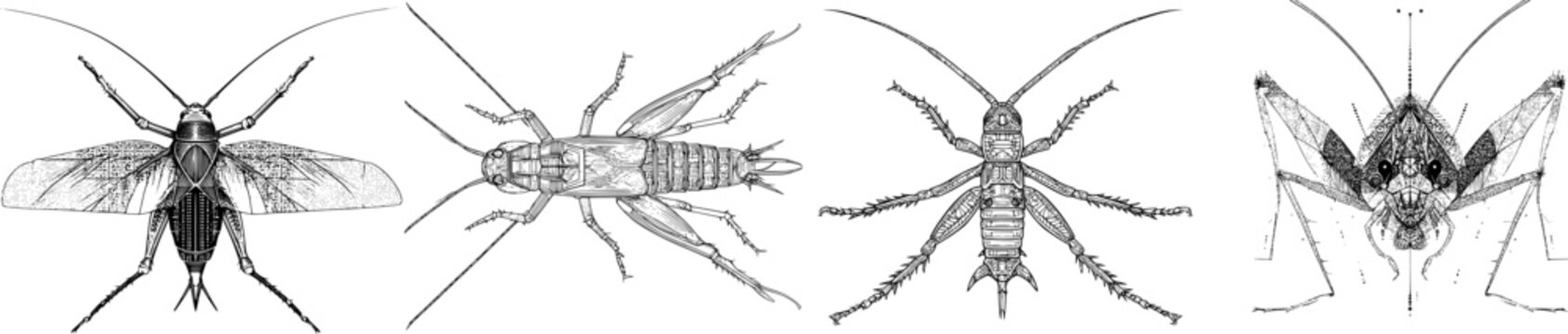 A detailed cave cricket illustration features long sensory antennae, sharp black ink outline, a solid white background, monochrome coloring book style with clear boundaries, flat 2D graphic, highly