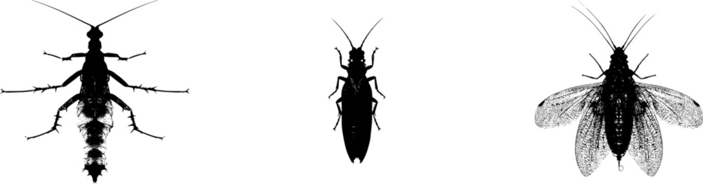 A detailed dobsonfly pupa encased in stark black silhouette, isolated on pure white background with crisp high contrast edges, minimalist stencil design perfect for auto tracing