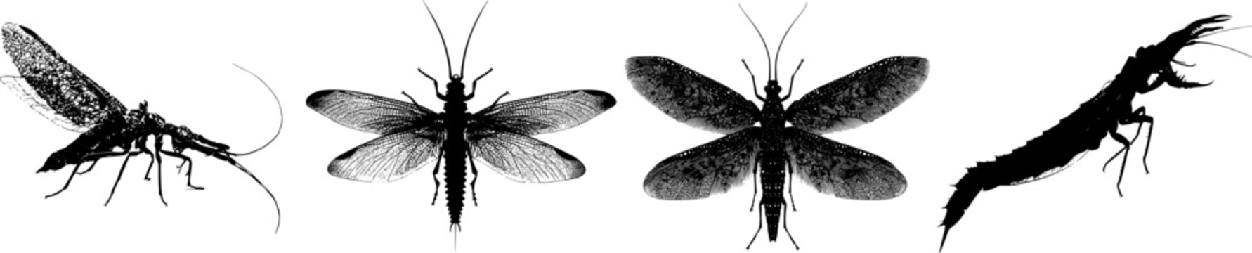 A detailed dobsonfly male with huge mandibles is depicted in a stark black silhouette against a pure white background, showcasing crisp high contrast edges and minimalist stencil design for tracing