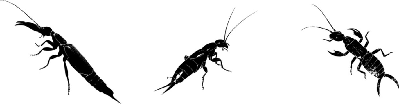 A detailed earwig profile with large pincers open, stark black silhouette, isolated on pure white background, crisp high contrast edges, minimalist stencil design, ready for tracing