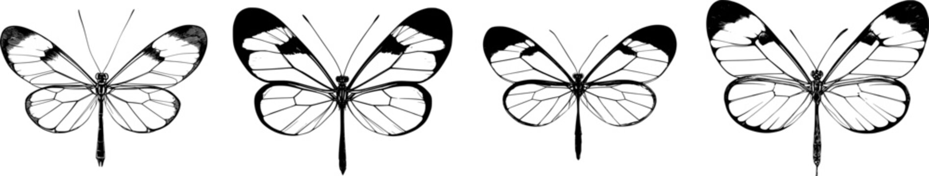 A detailed glasswing butterfly illustration in a flat vector style, showcasing intricate wing veins and a stark black silhouette against a pure white background, perfect for tracing