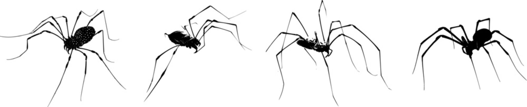 A detailed harvestman spider profile is depicted in stark black silhouette against a pure white background, showcasing crisp high contrast edges and minimalist stencil design, perfect for auto tracing