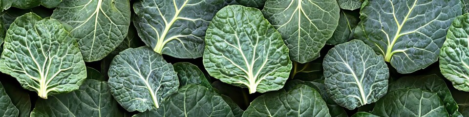 Fototapeta premium Vibrant and Textured Collard Green Leaves in a Full Frame Seamless Arrangement for Culinary Use