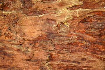 Fototapeta premium Close-up of richly textured aged wood surface with deep grooves knots and warm reddish-brown tones showcasing natural grain patterns and organic imperfections ideal for background or design elements