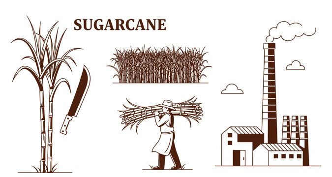 Sugarcane vector illustration of harvesting and factory production.