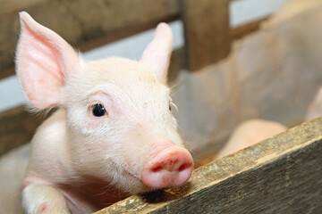 Fototapeta premium Funny Newborn Pink Piglet at Wooden Fence Farm
