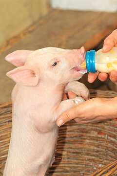 Small Baby Piglet Feeding From Milk Bottle