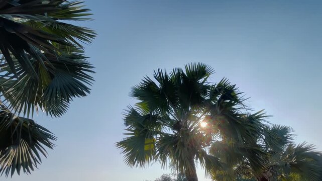 Palm tree sunlight and blue sky