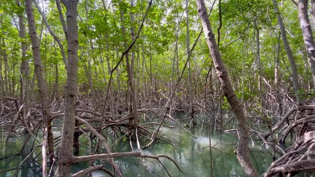 Natural tree mangrove forest