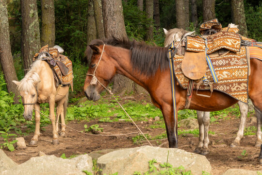 Paro Bhutan, horses in trail to tiger's nest monastery