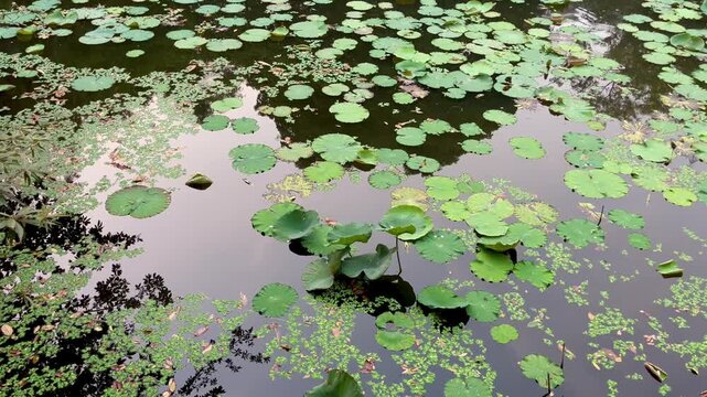 Lotus pond in garden
