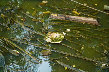 Fototapeta premium A close-up view of a murky water surface covered with floating debris including leaves, twigs, and a broken plastic container partially submerged among green algae and aquatic plants indicating