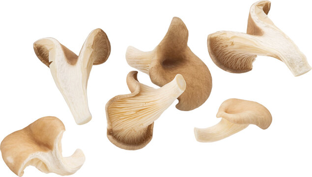 Falling oyster mushroom slices isolated