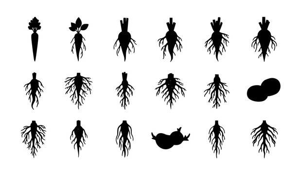 A set of black silhouettes of various root vegetables on a white background
