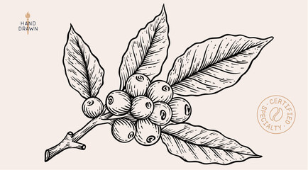 Obraz premium Vintage coffee branch bean plant sketch, organic cafe engraved logo. Botanical coffee plant bean branch identity, eco natural drawing. Bean branch plant coffee sketch. Vector Illustration