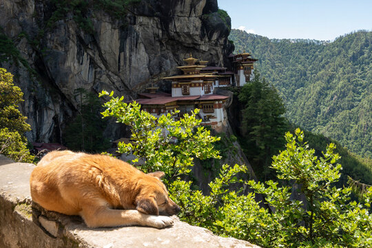 Paro Bhutan, dog sleeping with tiger's nest monastery on sheer cliff face in background