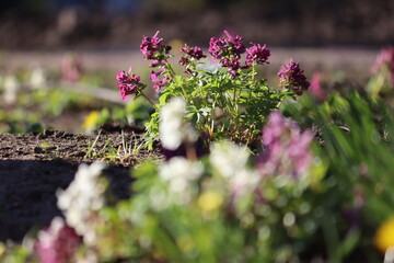 Obraz premium Purple Fumewort (Corydalis solida flowers blooming in the sunlit spring garden