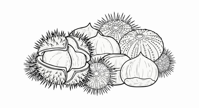 A sketch of spiny sea urchins and chestnuts in a pile