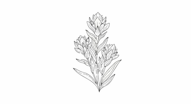 A sketched drawing of a three-headed flowering plant on a white background