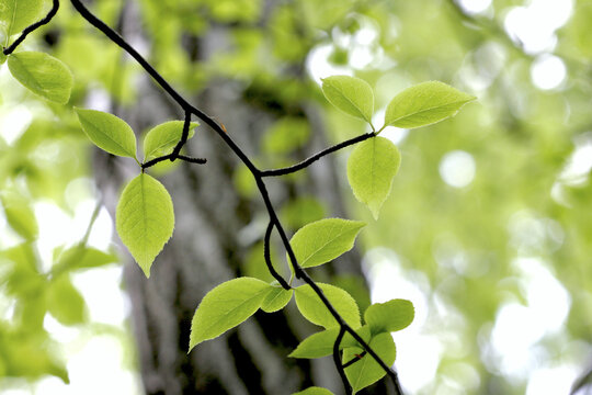Fresh Green Leaves of Aohada (Ilex macropoda) in Spring Mixed Forest, Tohoku, Japan