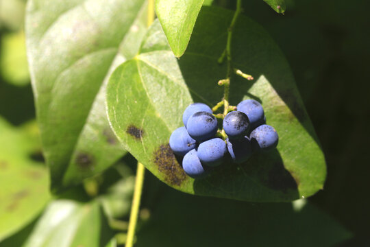 Dark Blue Fruit of Queen coralbead (Cocculus trilobus) in Late Summer, Tohoku, Japan