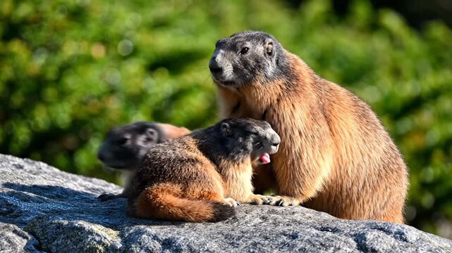 Close-up of two alpine marmots with brown and orange fur resting on a grey stone ledge in the mountains; one marmot stands alert while the other huddles against its side for warmth.