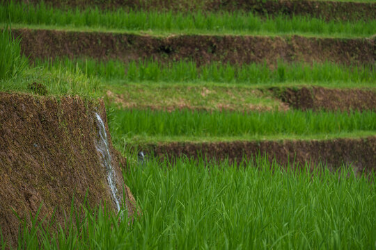 Irrigation Waterfall Pouring into a Rice Paddy