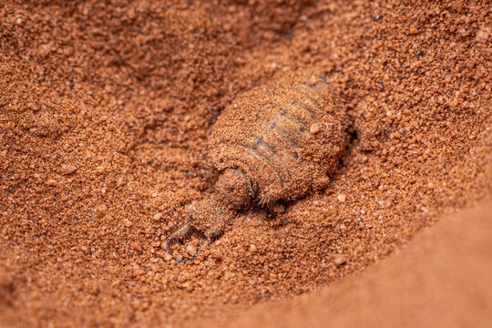 Antlion larva camouflaged in sandy trap