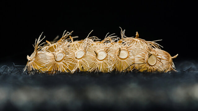 Stick insect eggs lying on dark soil substrate